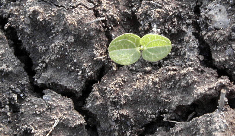 El sector agropecuario se reunirá en un evento sobre el clima y sus impactos 